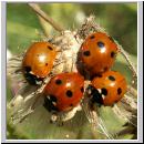 Coccinella septempunctata - Siebenpunkt 06.jpg